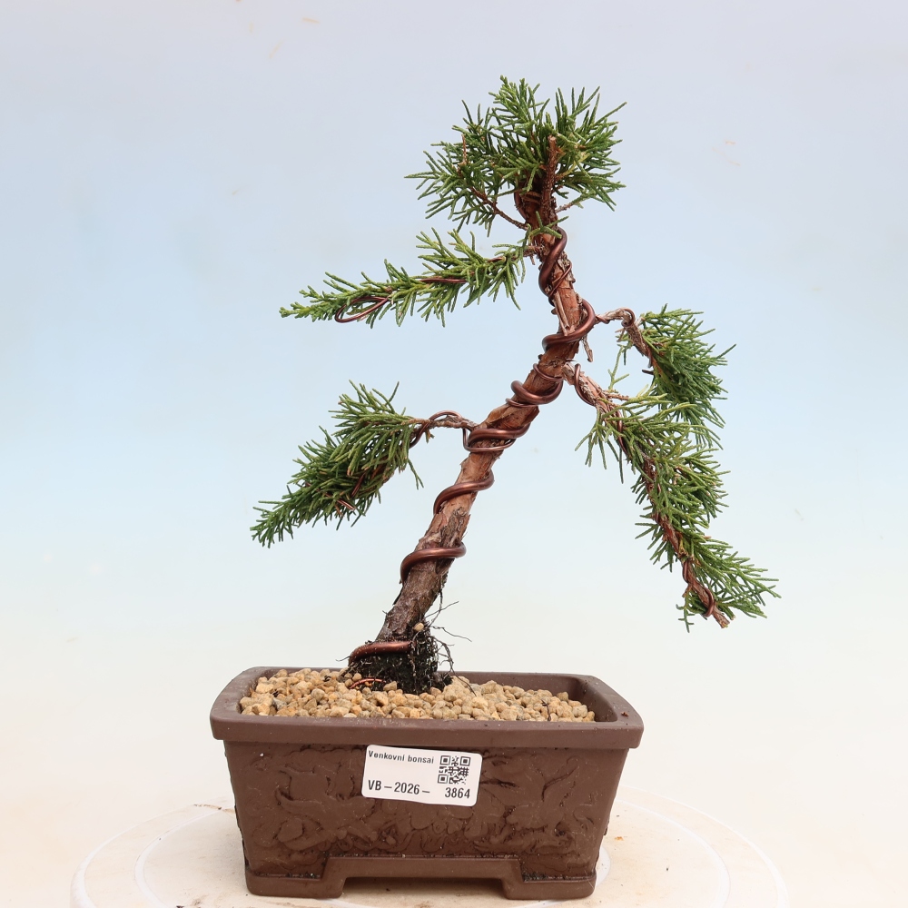 Venkovní bonsai - Juniperus chinensis Kishu -Jalovec čínský