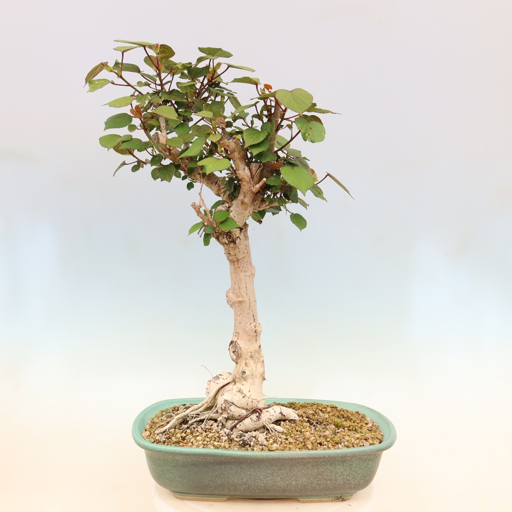 Pokojová bonsai - Hibiscus tiliaceus - Ibišek lípovitý, morský