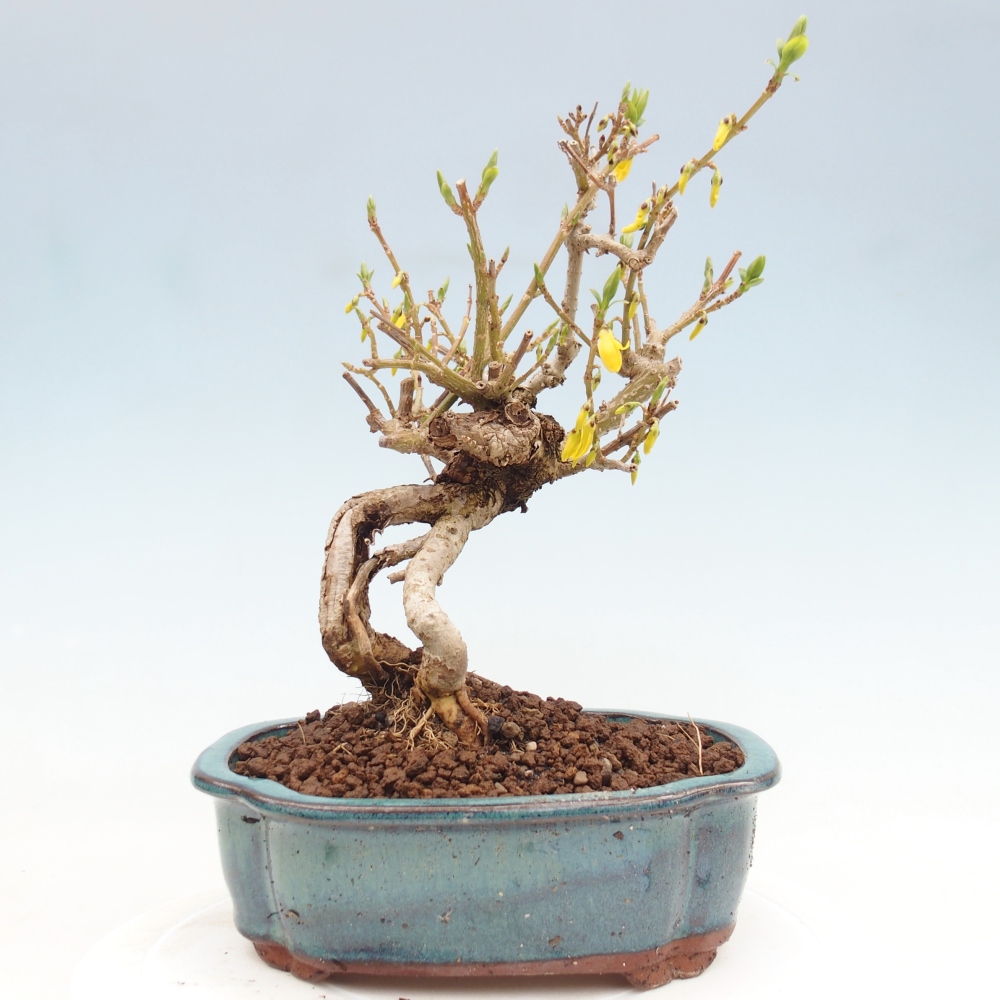Venkovní bonsai - Zlatice - Forsythia koreana