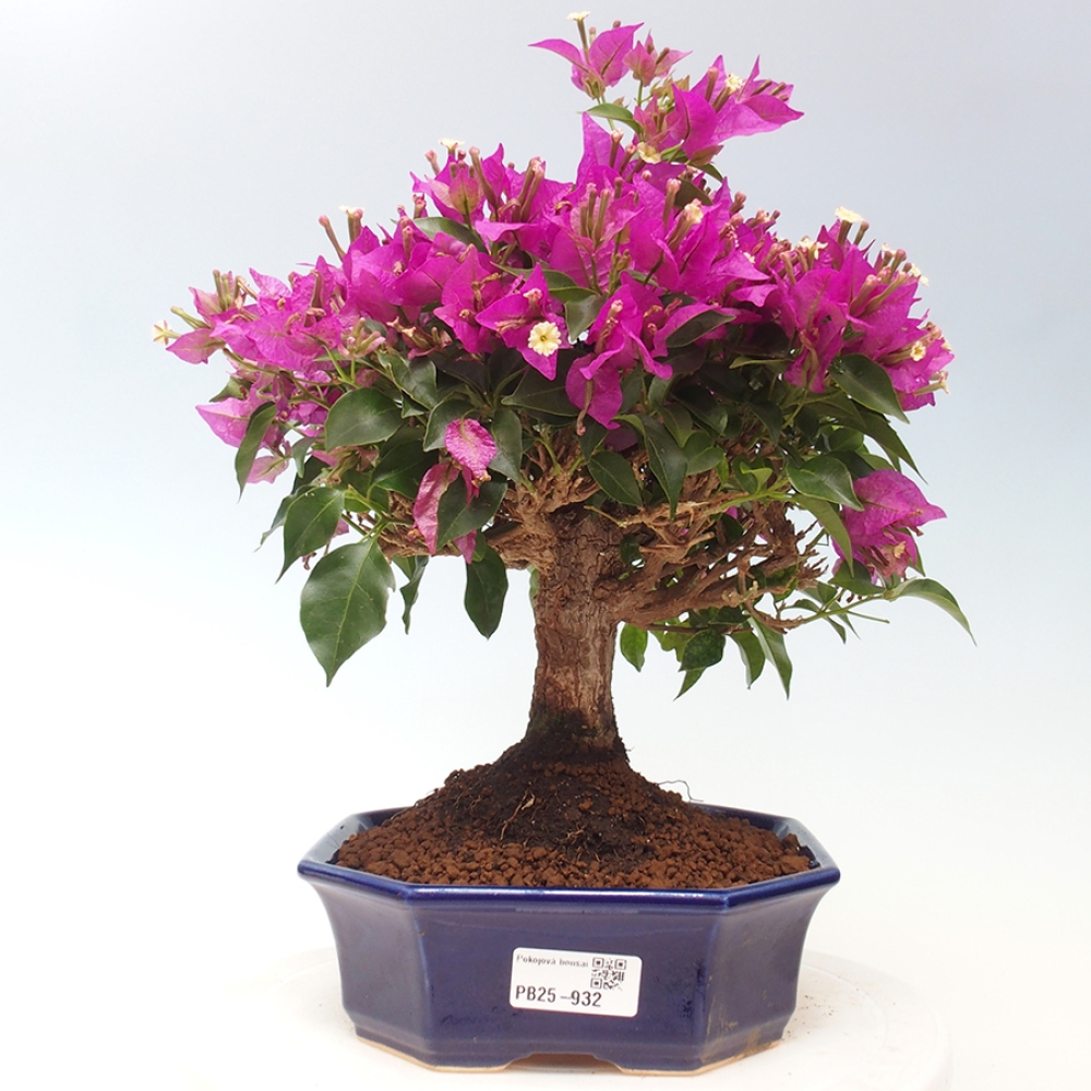 Pokojová bonsai - Bouganwilea