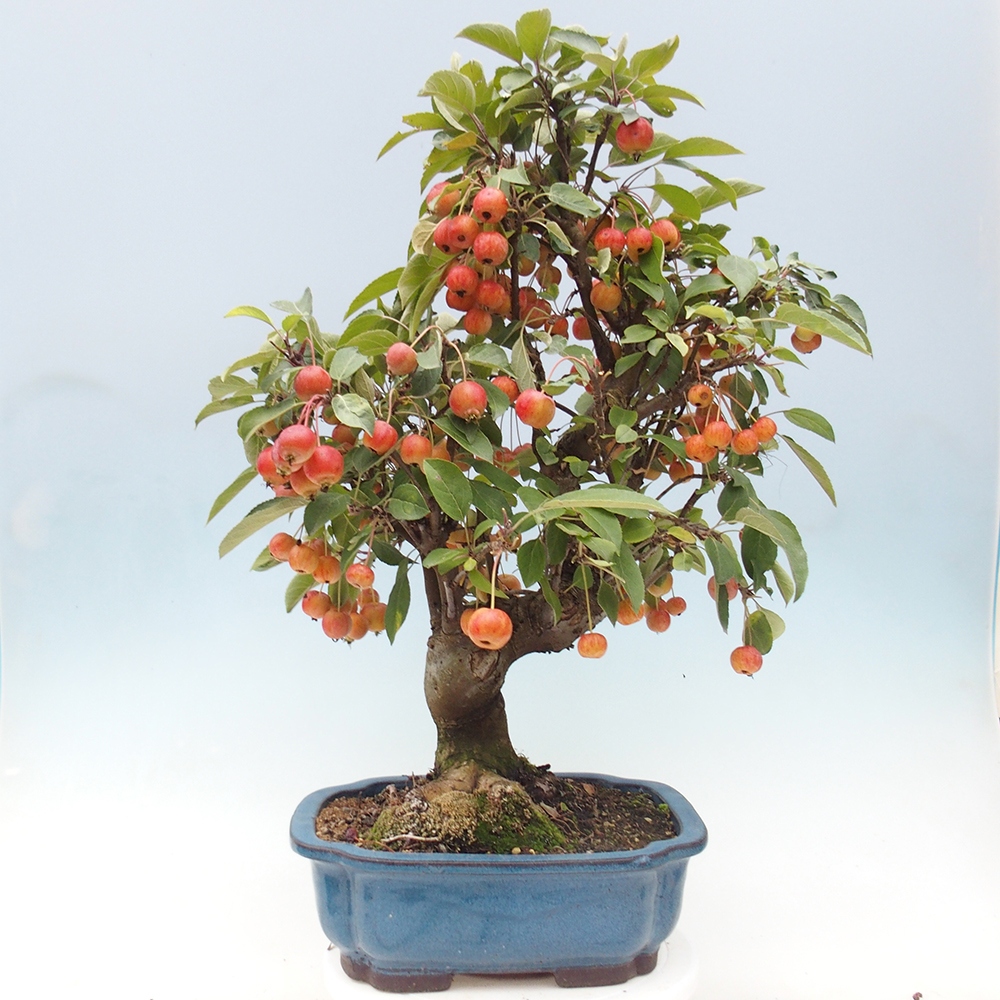 Venkovní bonsai -Malus halliana - Maloplodá jabloň