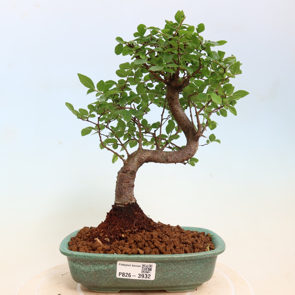 Pokojová bonsai - Ulmus parvifolia - Malolistý jilm