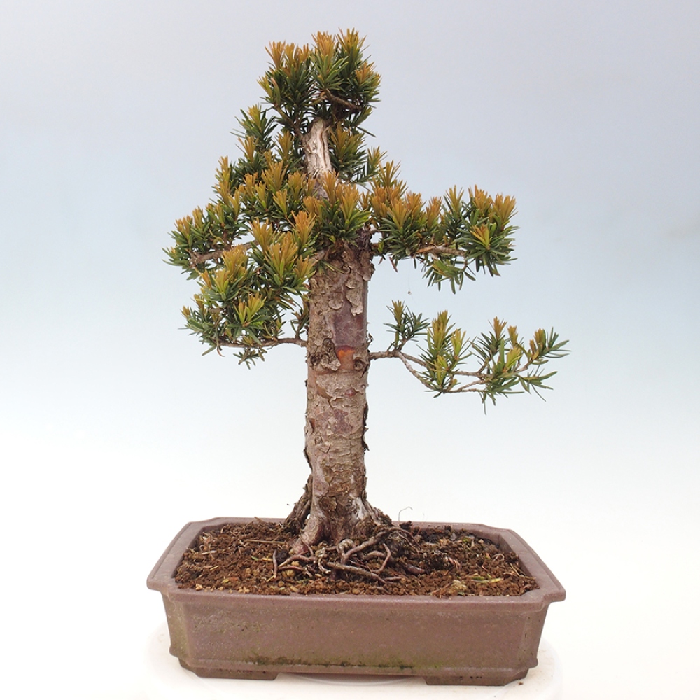 Venkovní bonsai - Taxus cuspidata  - Tis japonský