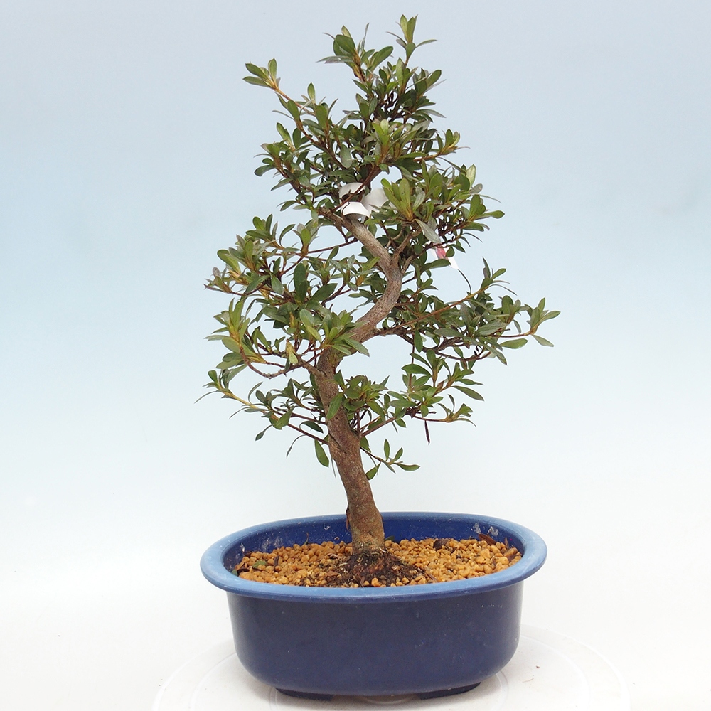 Venkovní bonsai - Japonská azalka - Azalea Beniko