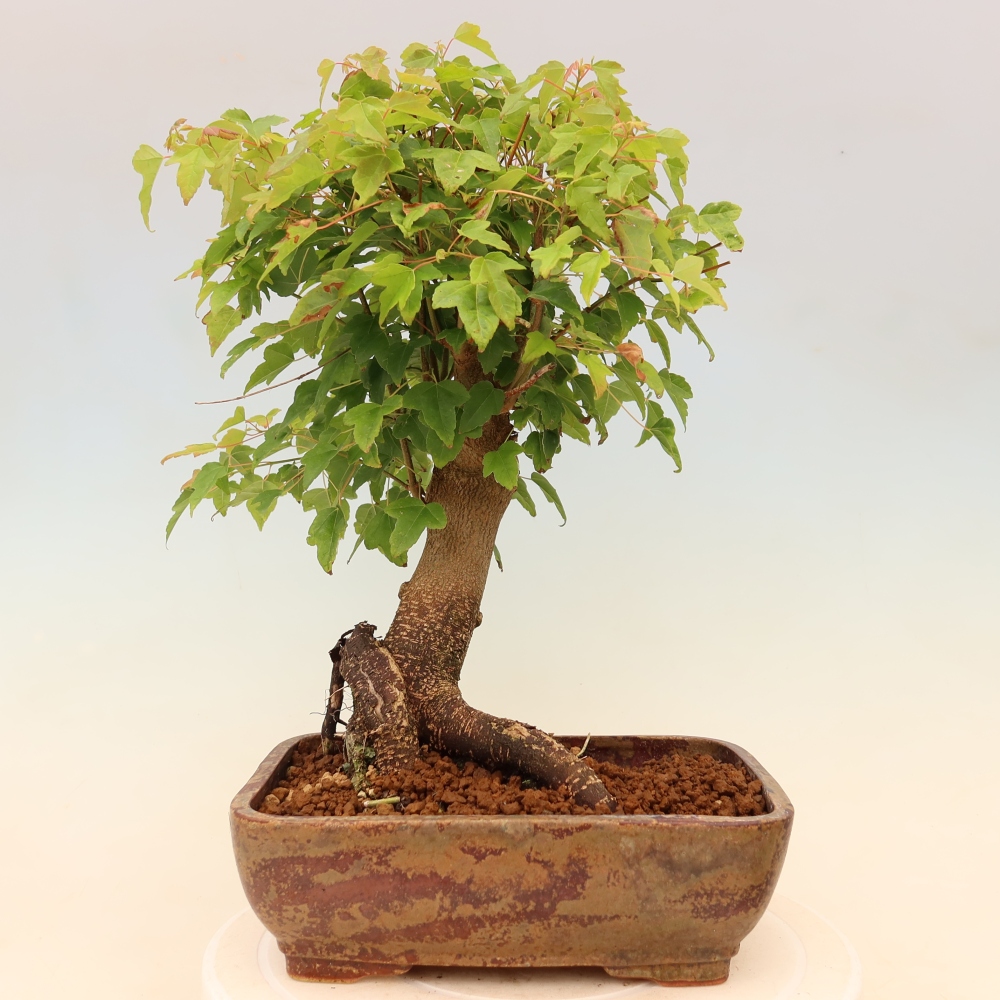 Venkovní bonsai - Javor Burgerův - Acer Burgerianum 