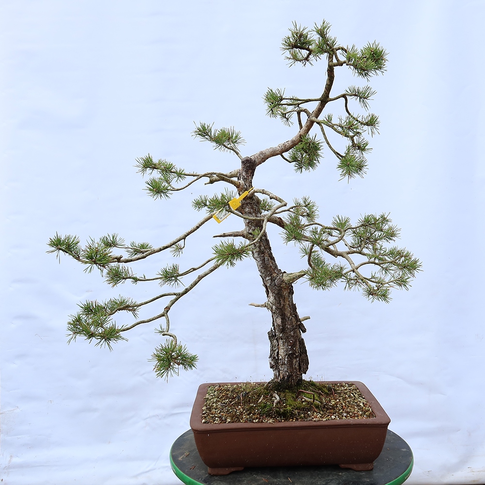 Pinus sylvestris Španělsko - borovice lesní