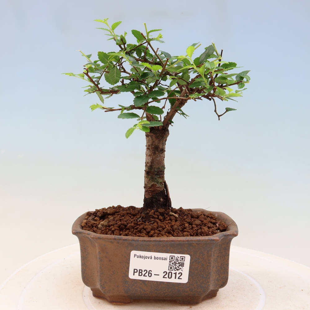 Pokojová bonsai - Ulmus parvifolia - Malolistý jilm