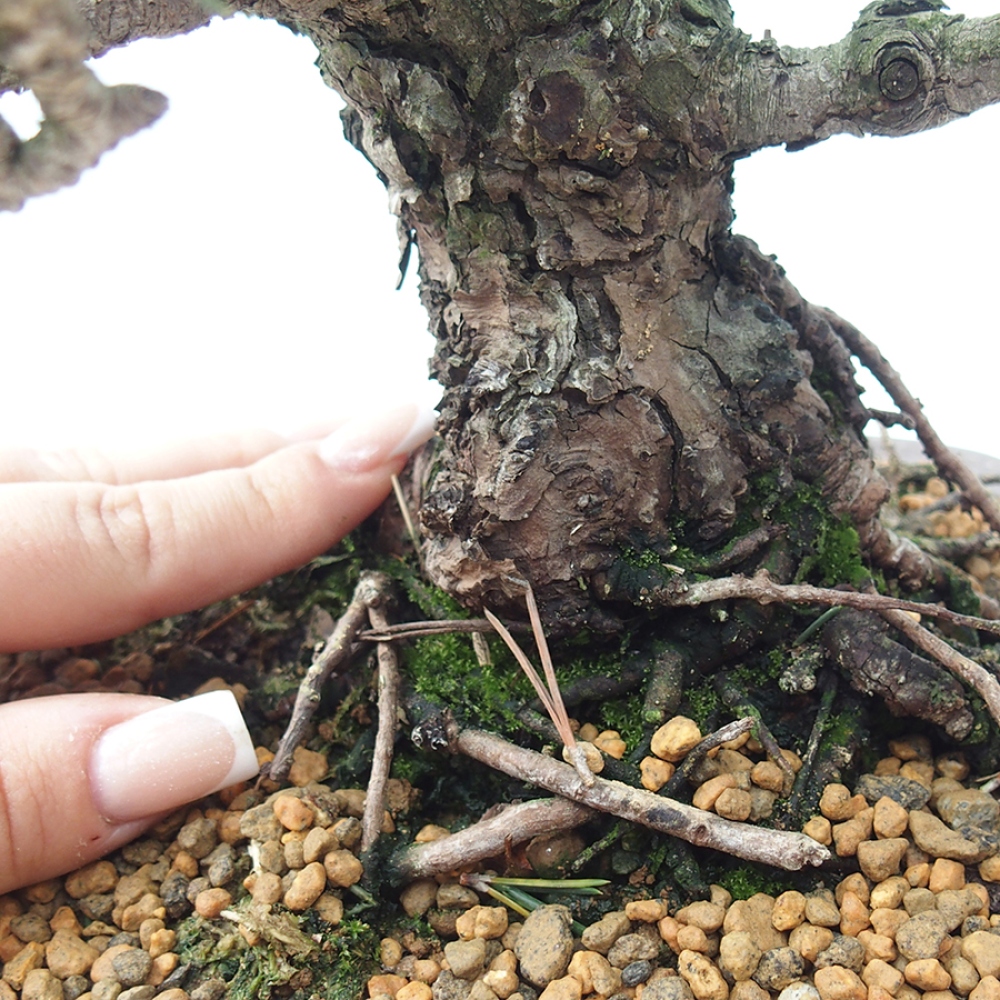 Venkovní bonsai - Pinus thunbergii Kotobuki - Borovice thunbergova