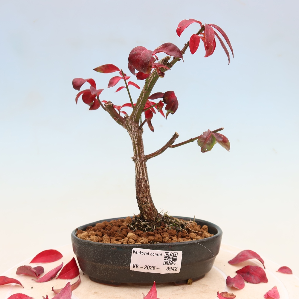 Venkovní bonsai -  Euonymus alatus comactus  - brslen křídlatý