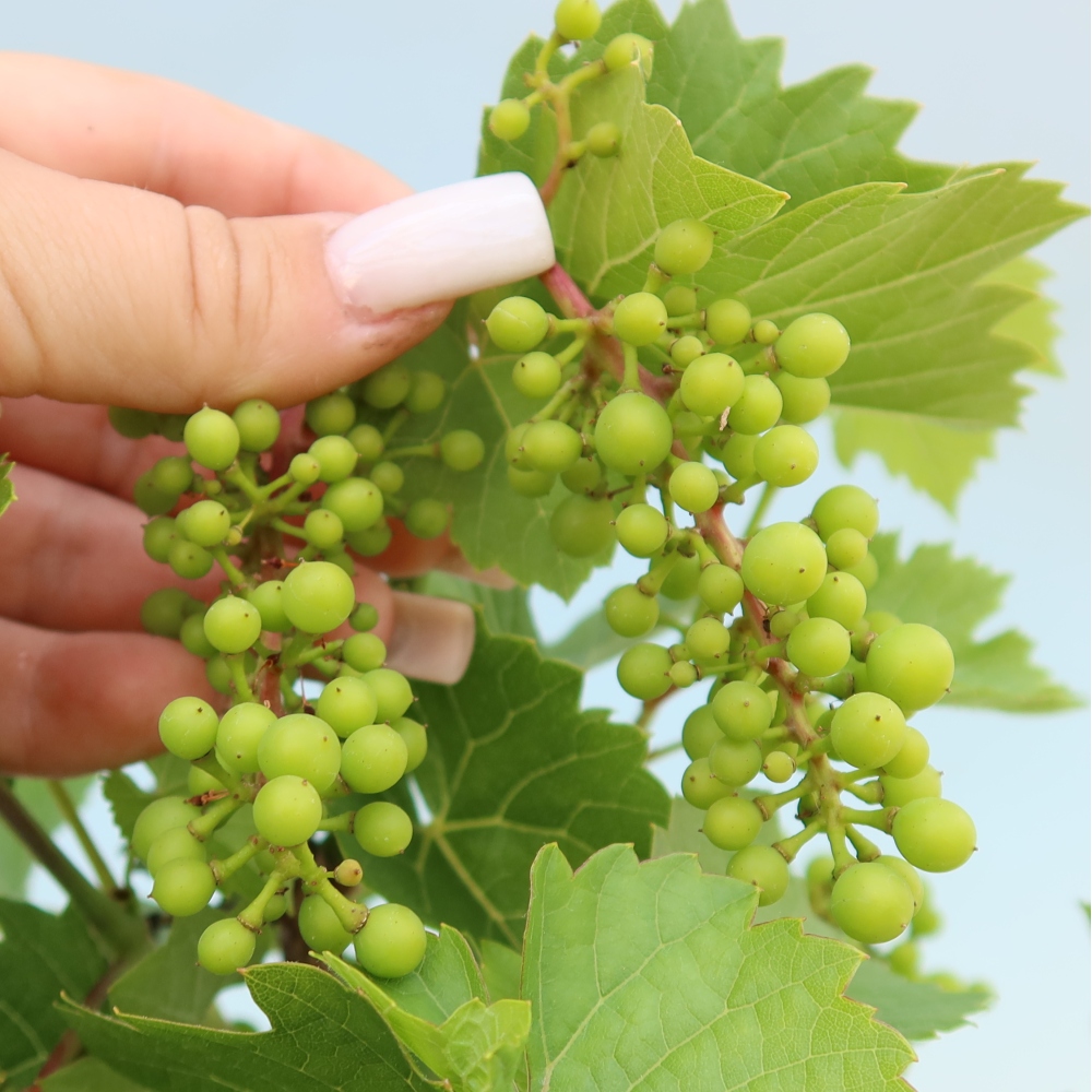 Venkovní bonsai - Réva vinná - Vitis vinifera 