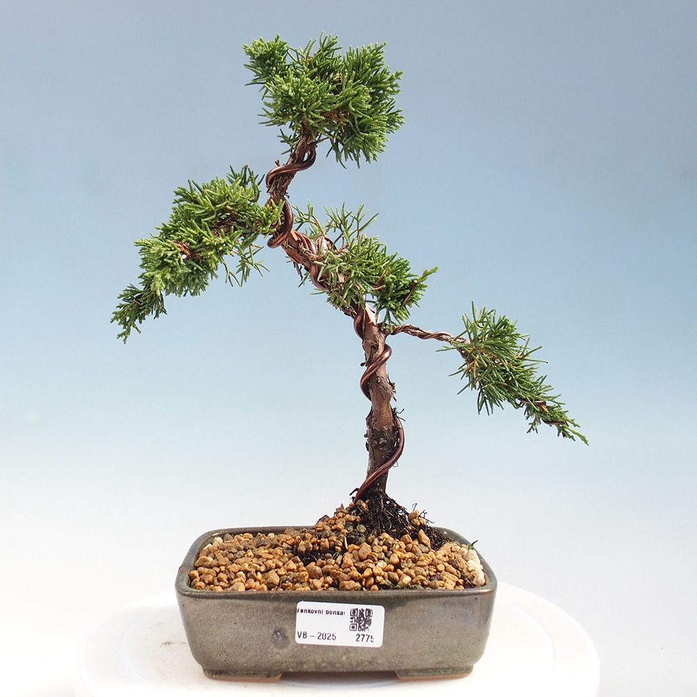 Venkovní bonsai - Juniperus chinensis Kishu -Jalovec čínský