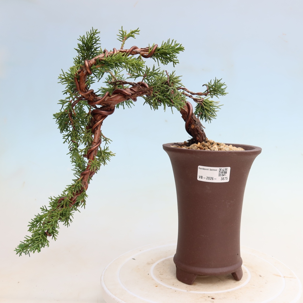 Venkovní bonsai - Juniperus chinensis Kishu -Jalovec čínský