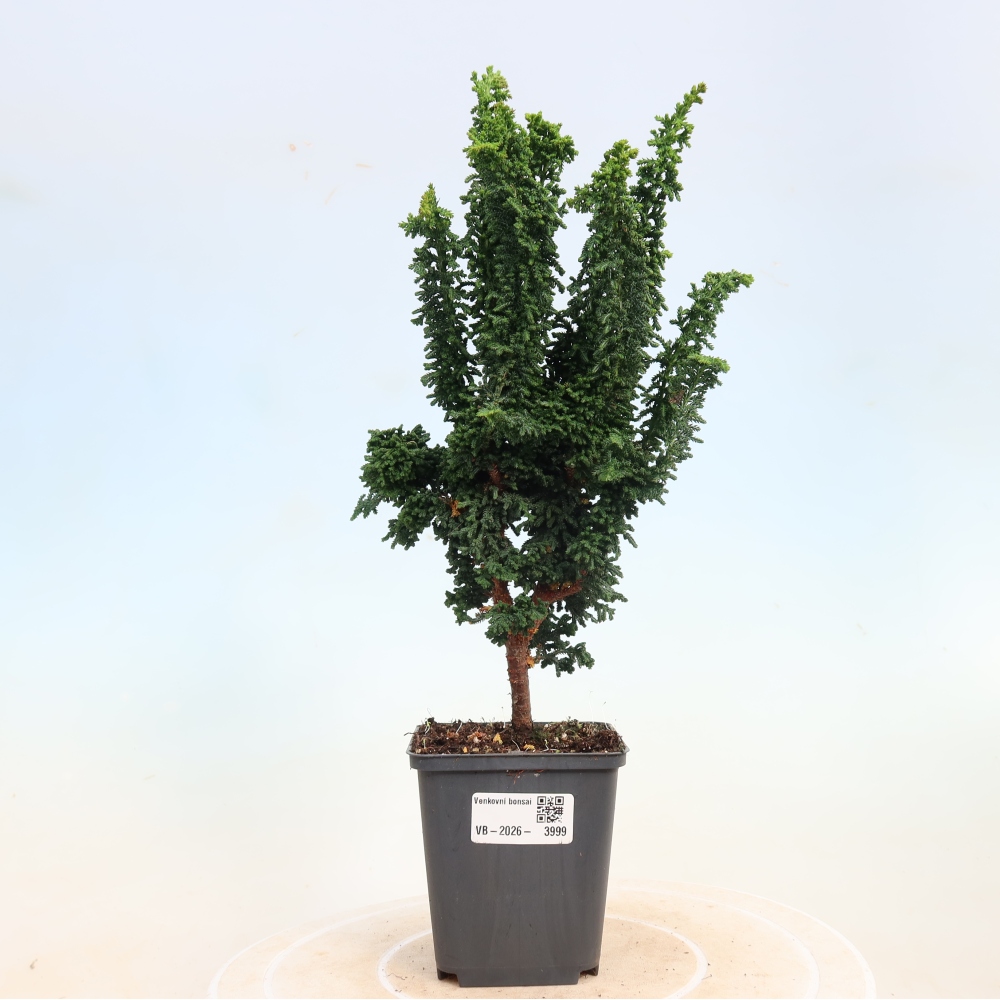 Venkovní bonsai - Cham. obtusa SEKKA HINOKI - Cypřišek