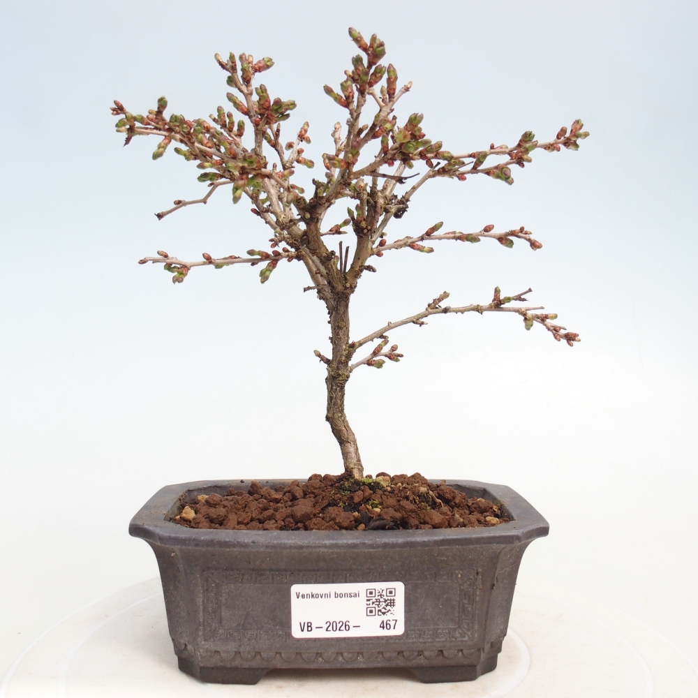 Venkovní bonsai - Prunus incisa Kojou-no mai-Slivoň vyříznutá