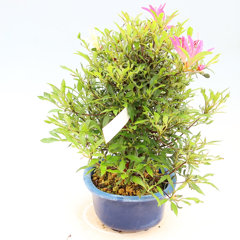 Venkovní bonsai - Japonská azalka - Azalea Ryusen