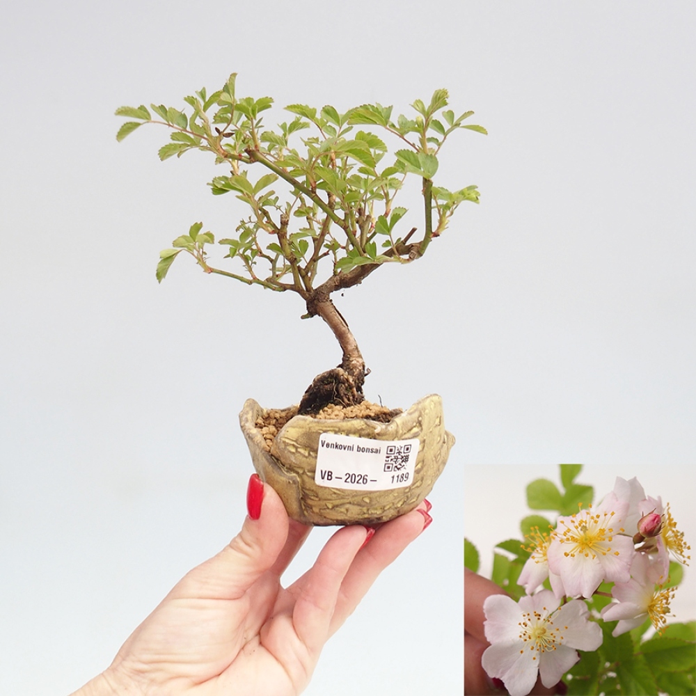 Venkovní bonsai - Rosa sp. - malokvětá růže