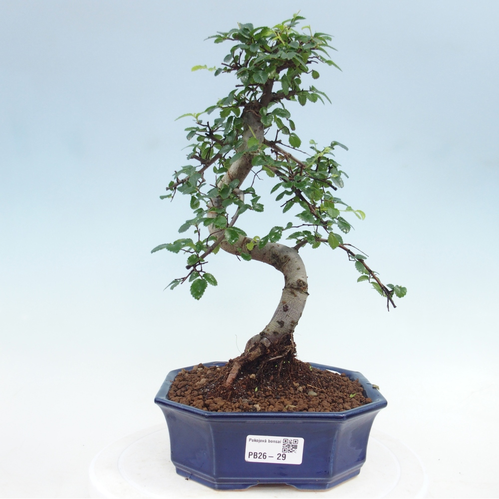 Pokojová bonsai - Ulmus parvifolia - Malolistý jilm