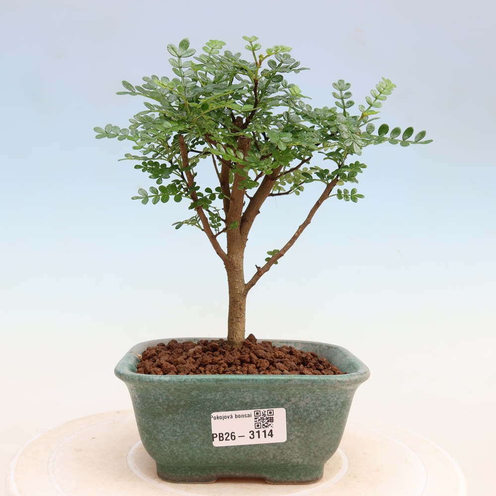Pokojová bonsai - Zantoxylum piperitum - Pepřovník