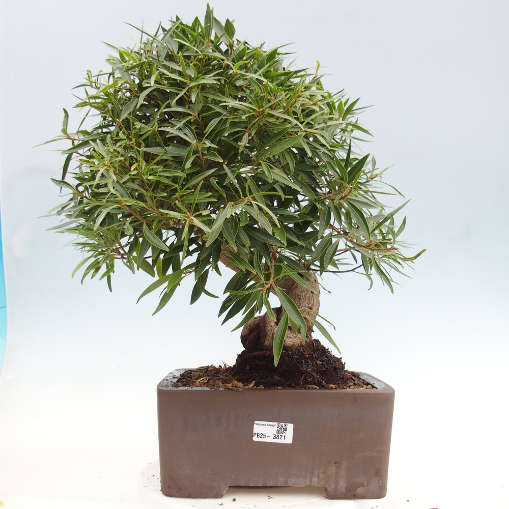 Pokojová bonsai - Ficus nerifolia -  malolistý fíkus