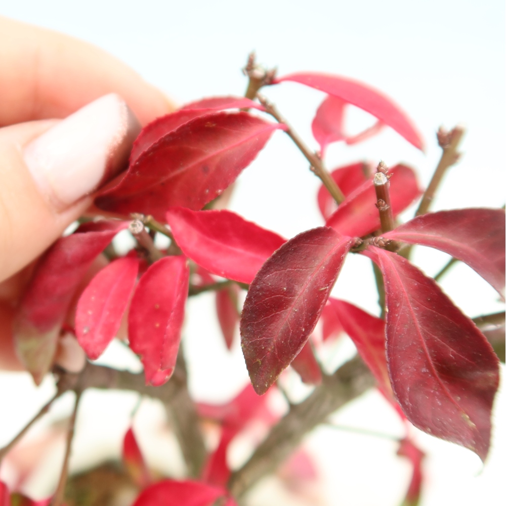 Venkovní bonsai -  Euonymus alatus comactus  - brslen křídlatý
