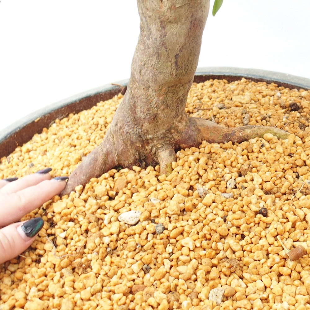 Venkovní bonsai - Japonská azalka - Azalea Ruka