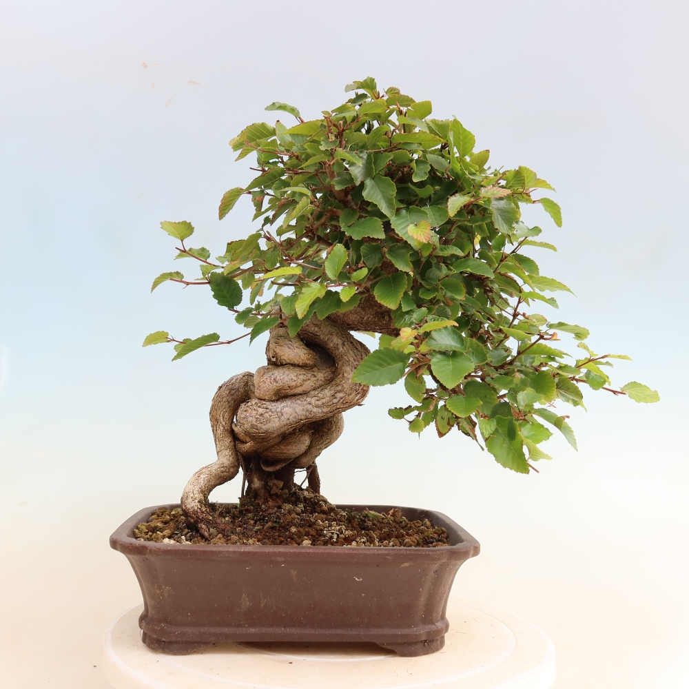 Venkovní bonsai -Carpinus CARPINOIDES - Habr korejský