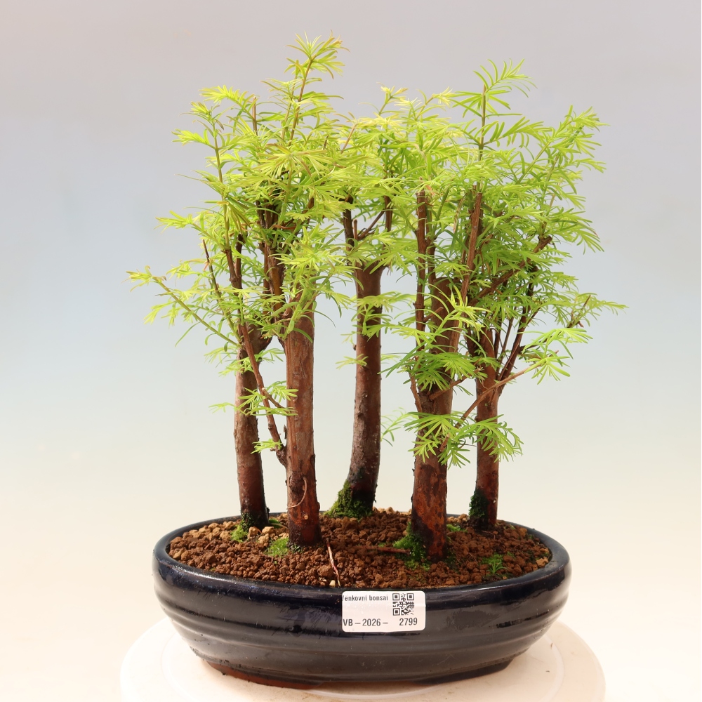 Venkovní bonsai - Metasequoia glyptostroboides - Metasekvoje čínská - lesík