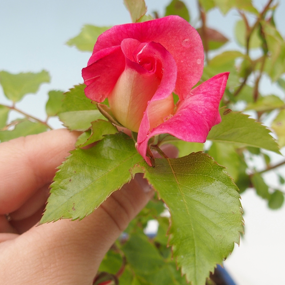 Venkovní bonsai - Rosa Kordes -  růže
