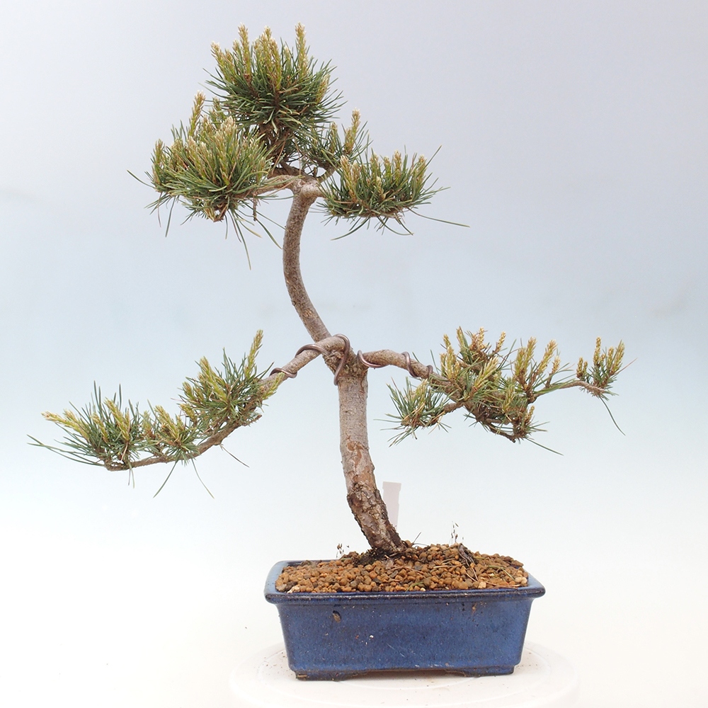 Venkovní bonsai - Pinus Sylvestris Watererri - Borovice lesní