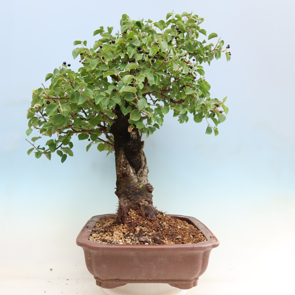 Venkovní bonsai - Mahalebka - Prunus mahaleb
