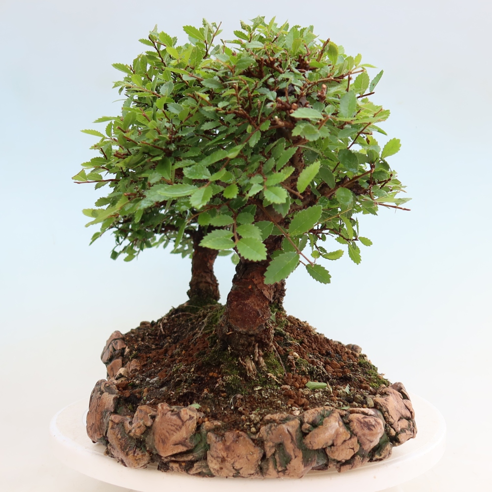 Venkovní bonsai - Zelkova - Zelkova NIRE - lesík