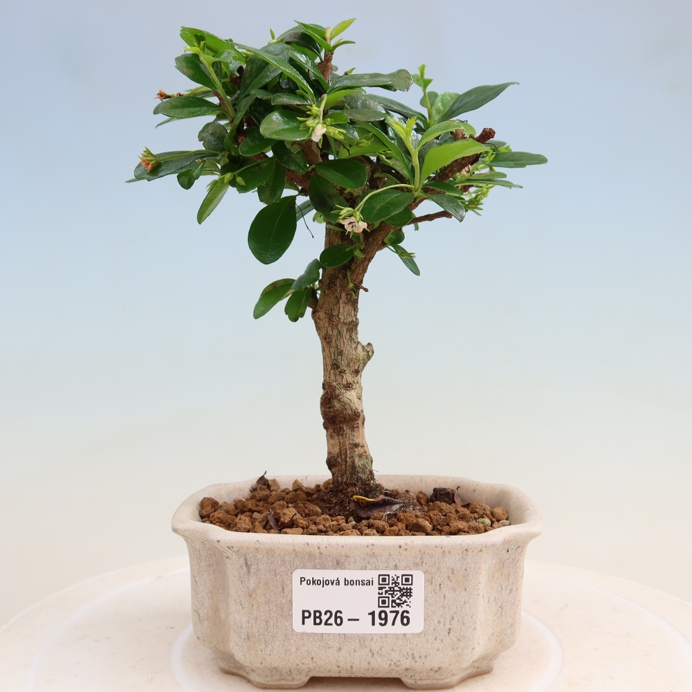 Pokojová bonsai - Carmona macrophylla - Čaj fuki