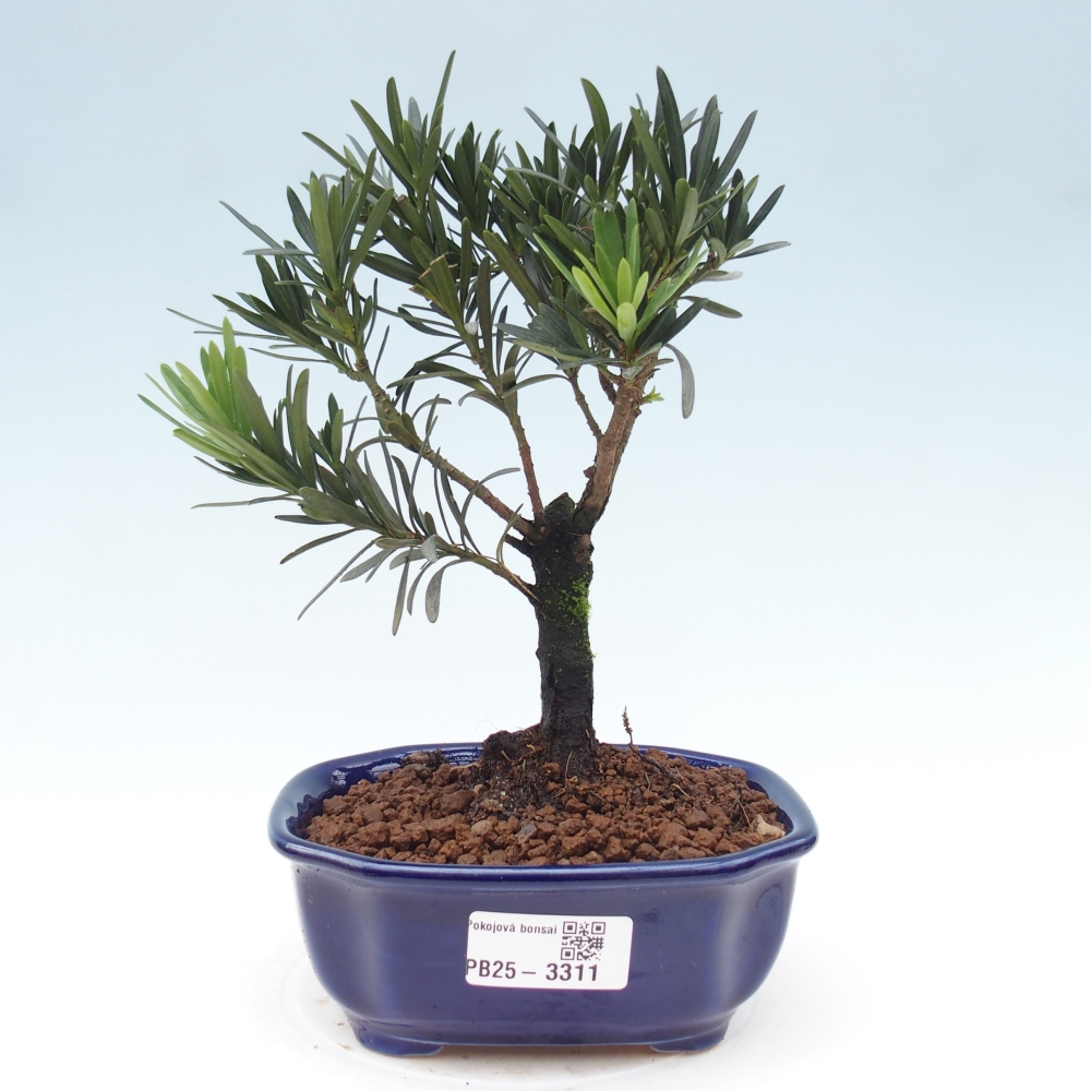 Pokojová bonsai - Podocarpus - Kamenný tis