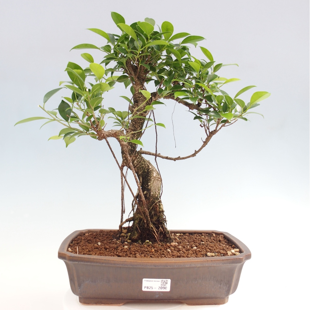 Pokojová bonsai - Ficus kimmen -  malolistý fíkus