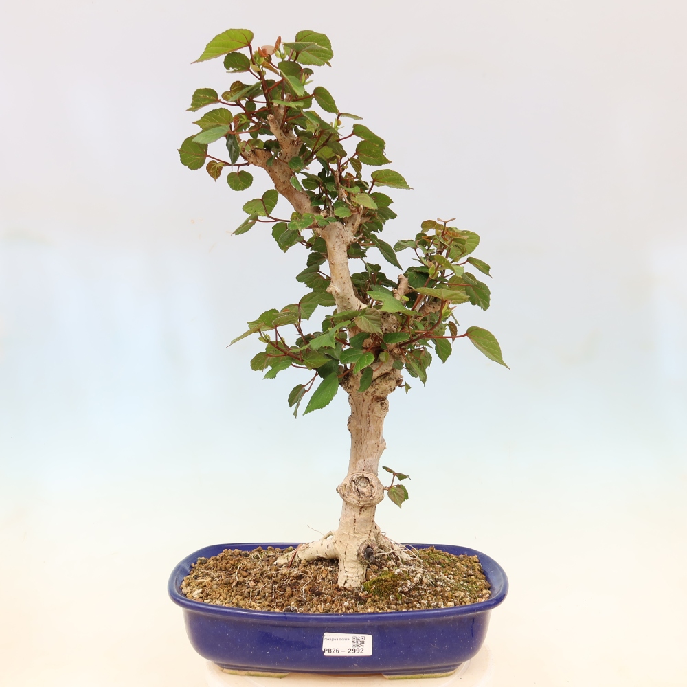 Pokojová bonsai - Hibiscus tiliaceus - Ibišek lípovitý, morský