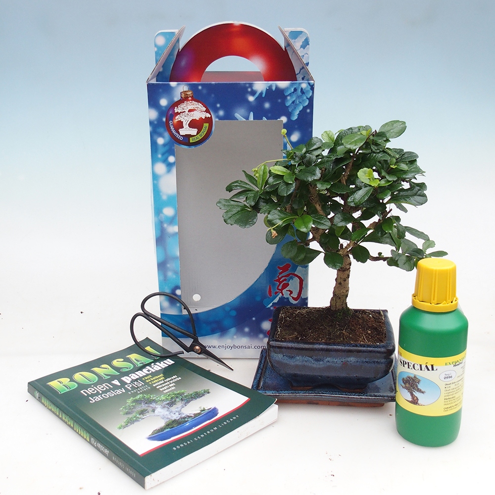 Pokojová bonsai v dárkové krabičce Carmona microphylla - Čaj fuki