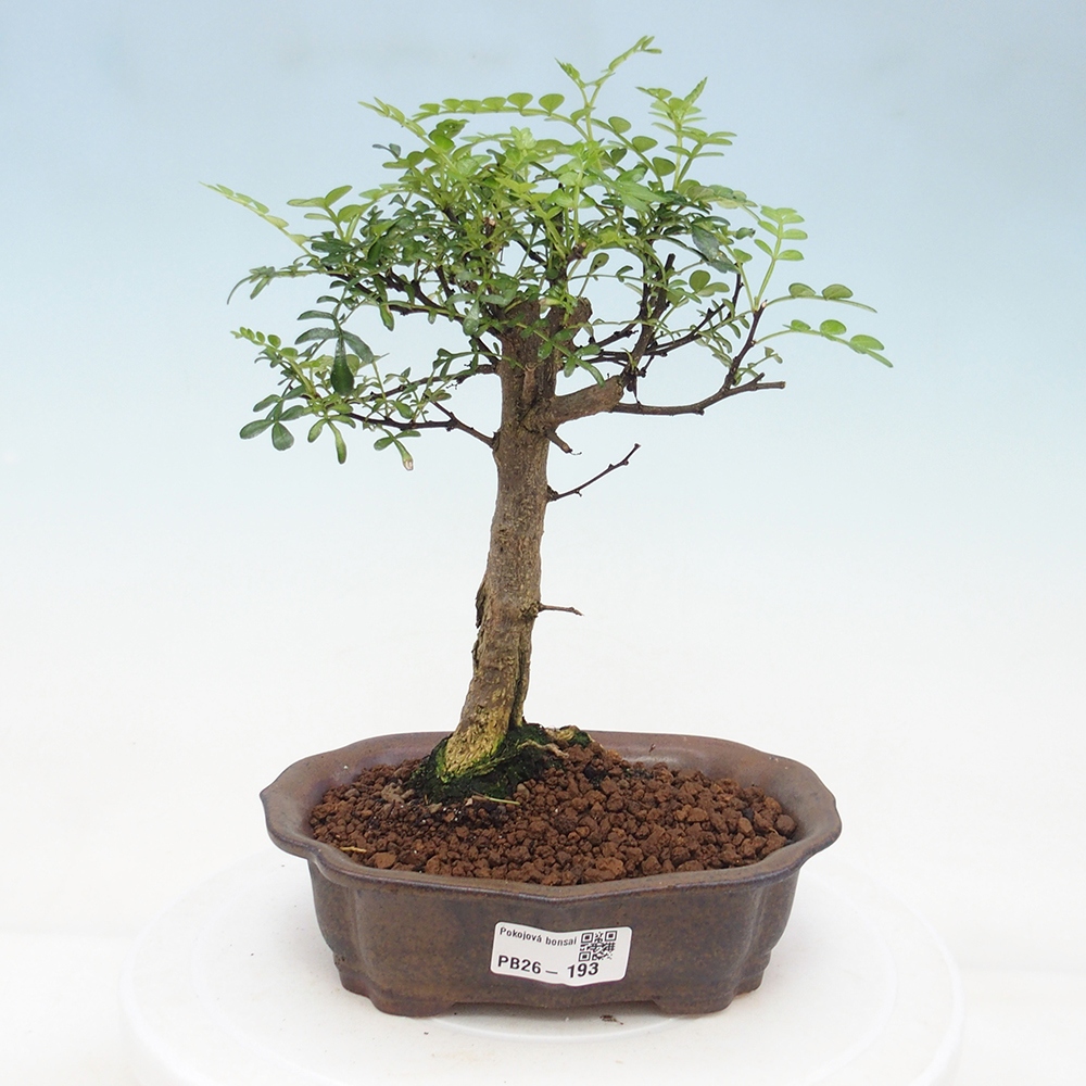 Pokojová bonsai - Zantoxylum piperitum - Pepřovník