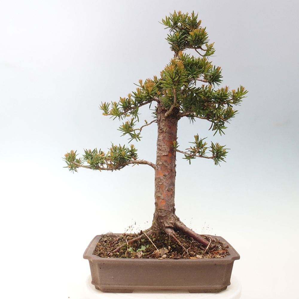 Venkovní bonsai - Taxus cuspidata  - Tis japonský