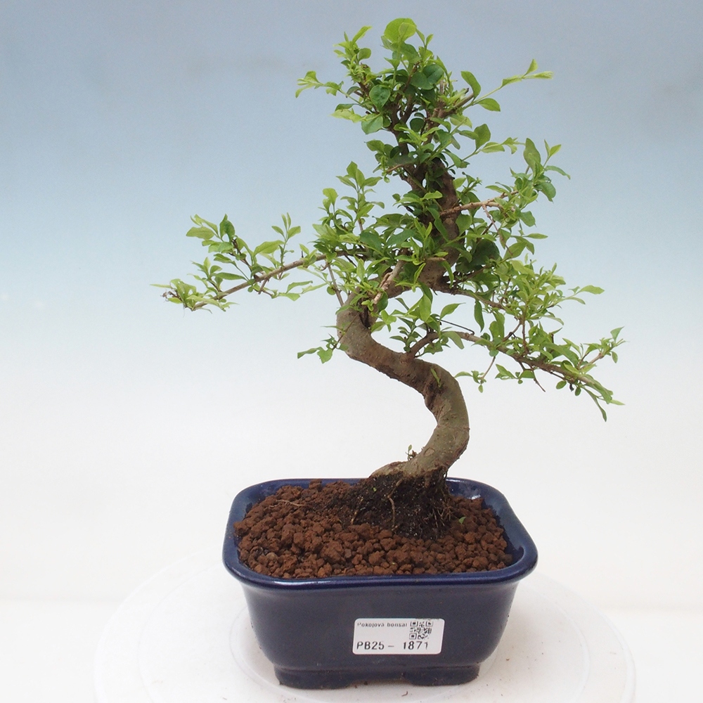 Pokojová bonsai -Ligustrum chinensis - Ptačí zob