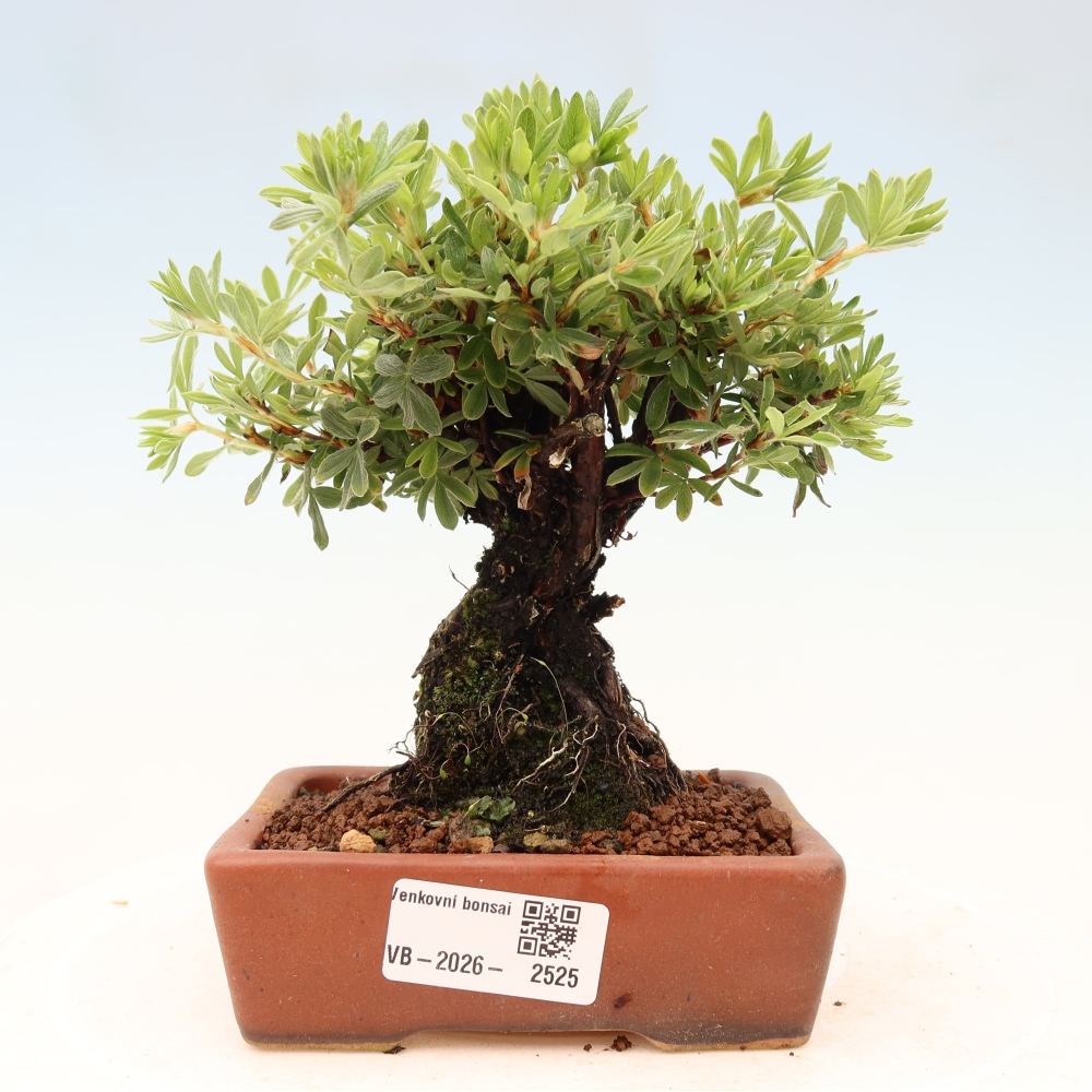 Venkovní bonsai-Mochna křovitá - potentila fruticosa 