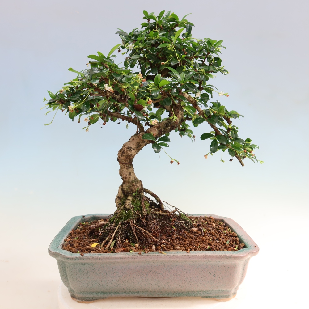 Pokojová bonsai - Carmona macrophylla - Čaj fuki