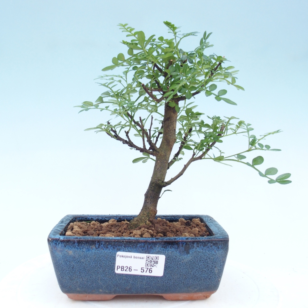 Pokojová bonsai - Zantoxylum piperitum - pepřovník