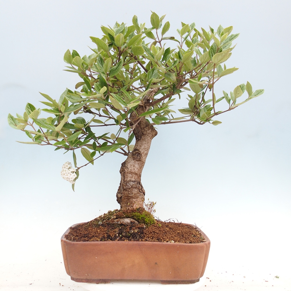 Venkovní bonsai-Kalina Bodnanská - Viburum carlesii hemsi