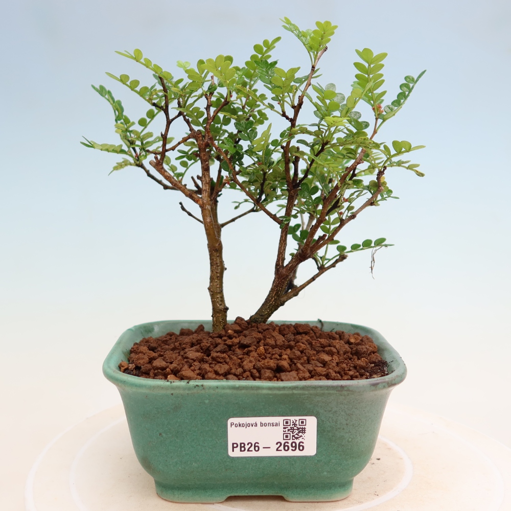 Pokojová bonsai - Zantoxylum piperitum - Pepřovník