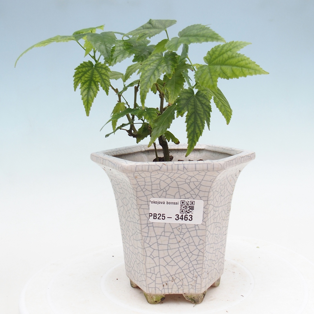 Pokojová bonsai - Abutilon Red Trumpet - Pokojová lipka