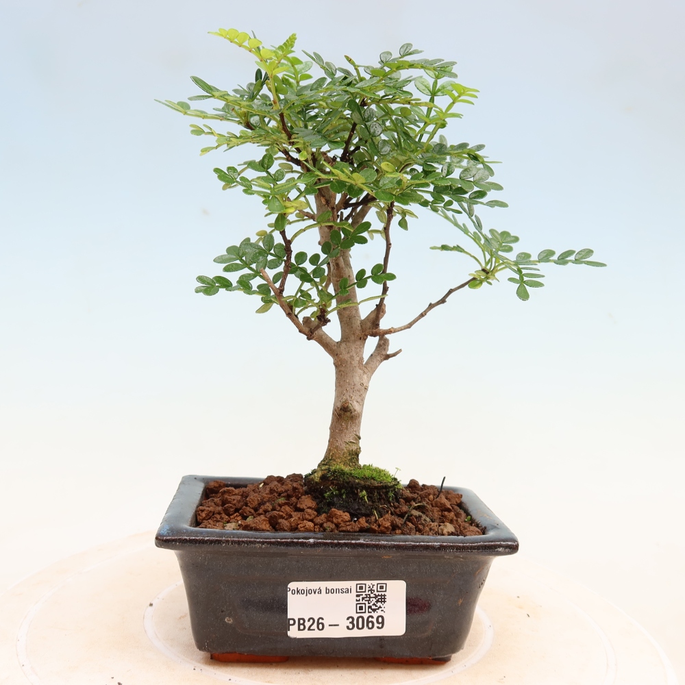 Pokojová bonsai - Zantoxylum piperitum - pepřovník
