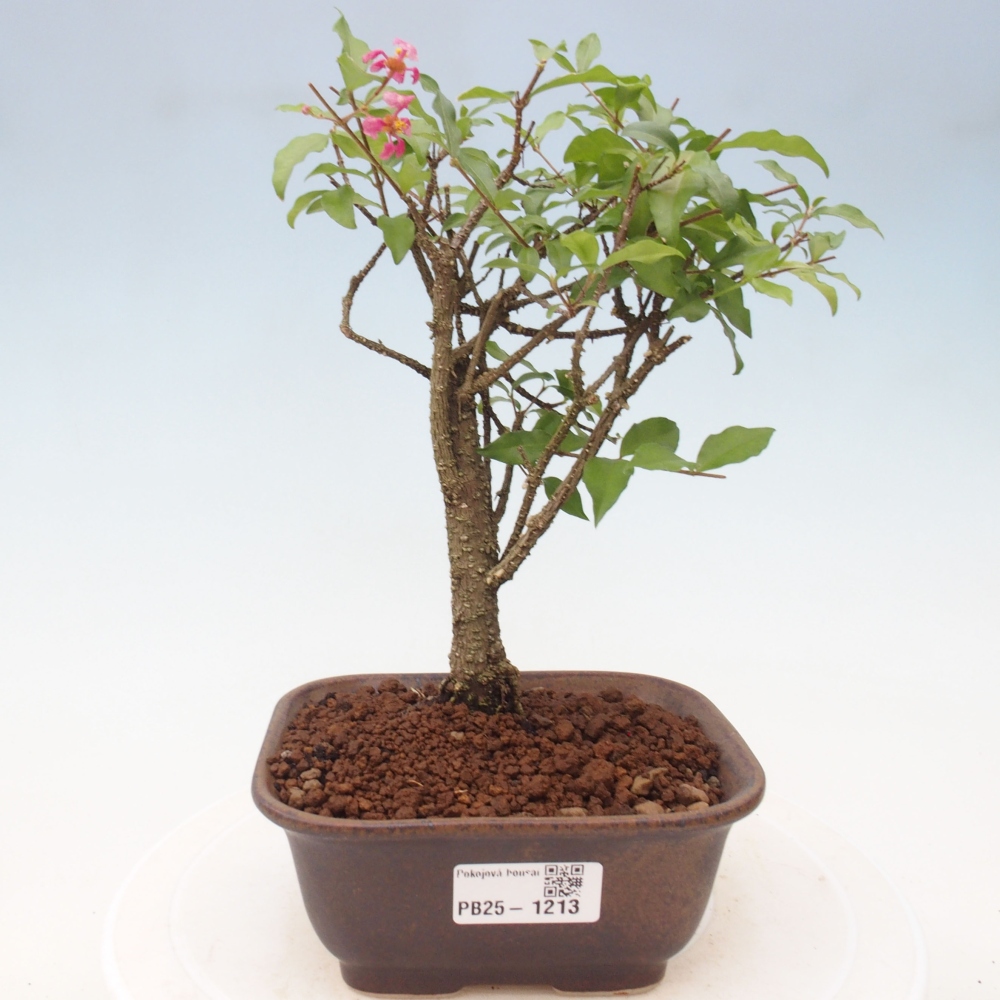 Pokojová bonsai - Malpighia coccigera- Barbdorská třešeň