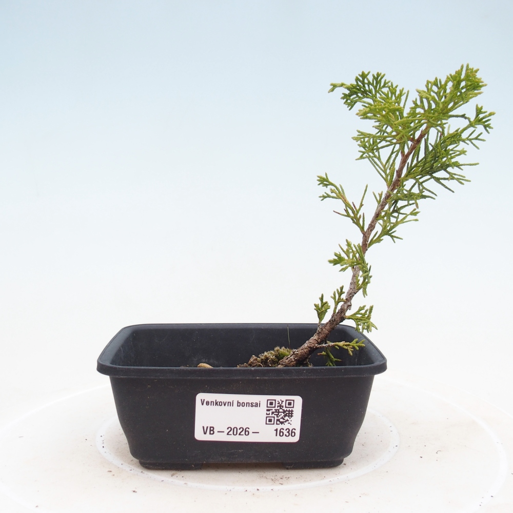 Venkovní bonsai - Juniperus chinensis Itoigawa -Jalovec čínský