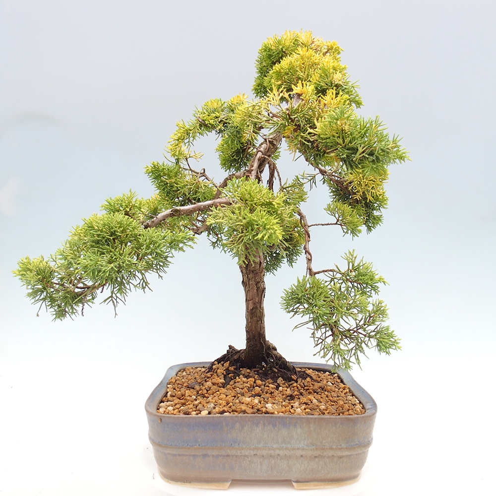 Venkovní bonsai - Juniperus chinensis plumosa aurea - Jalovec čínský zlatý