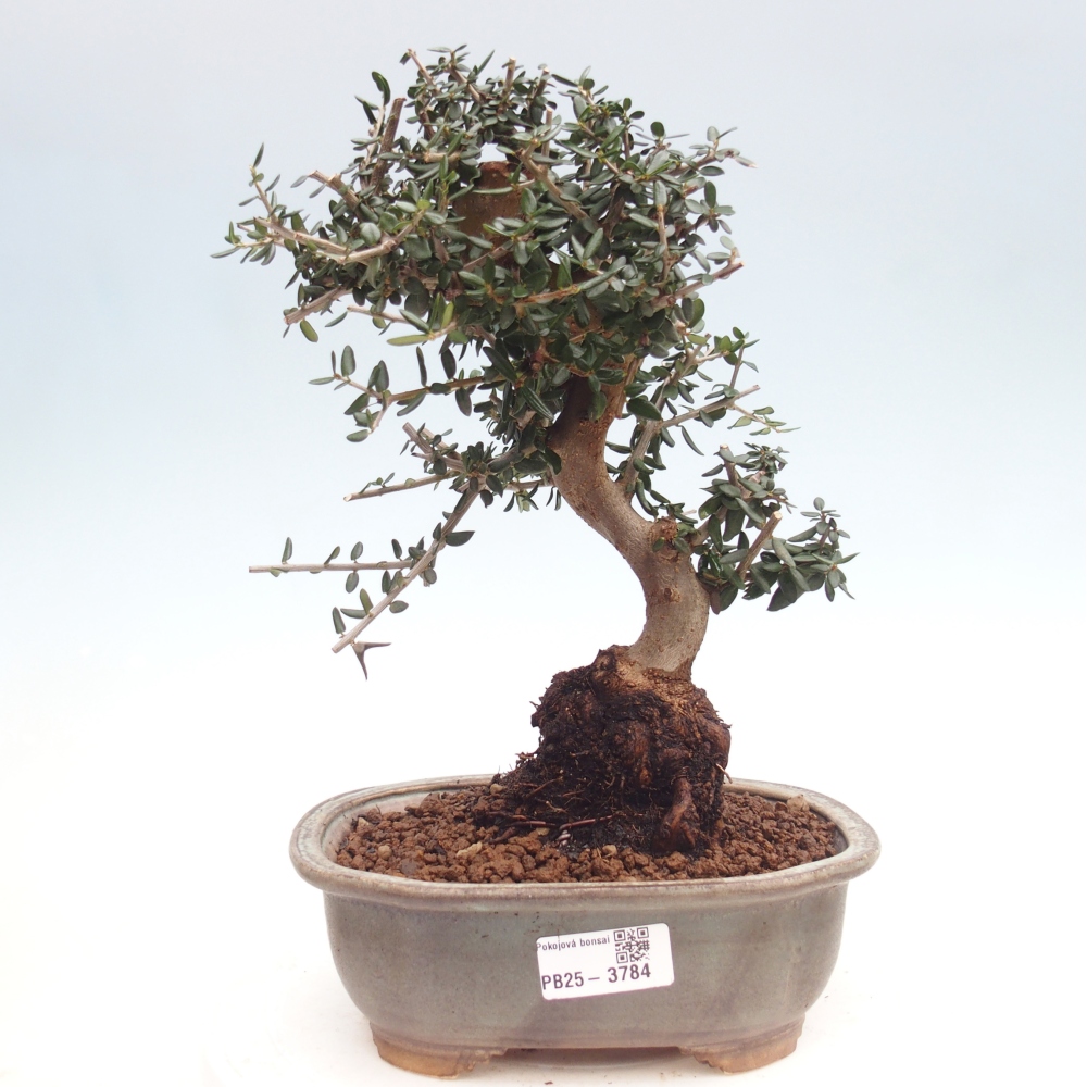 Pokojová bonsai - Olea europaea sylvestris -Oliva evropská drobnolistá